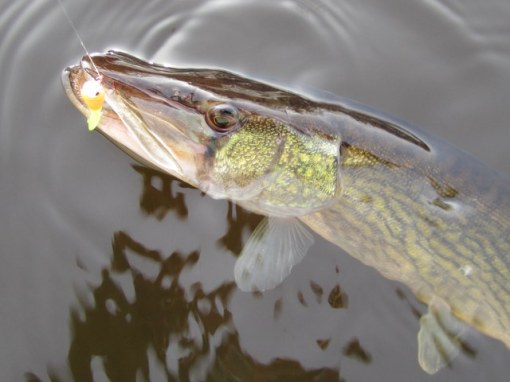 Winter pickerel like small baits, too. And they rarely cut the leader if you play them light.