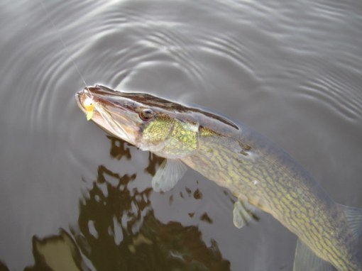 Call me crazy, but pickerel are my favorite Pocomoke River fish.