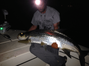 tarpon