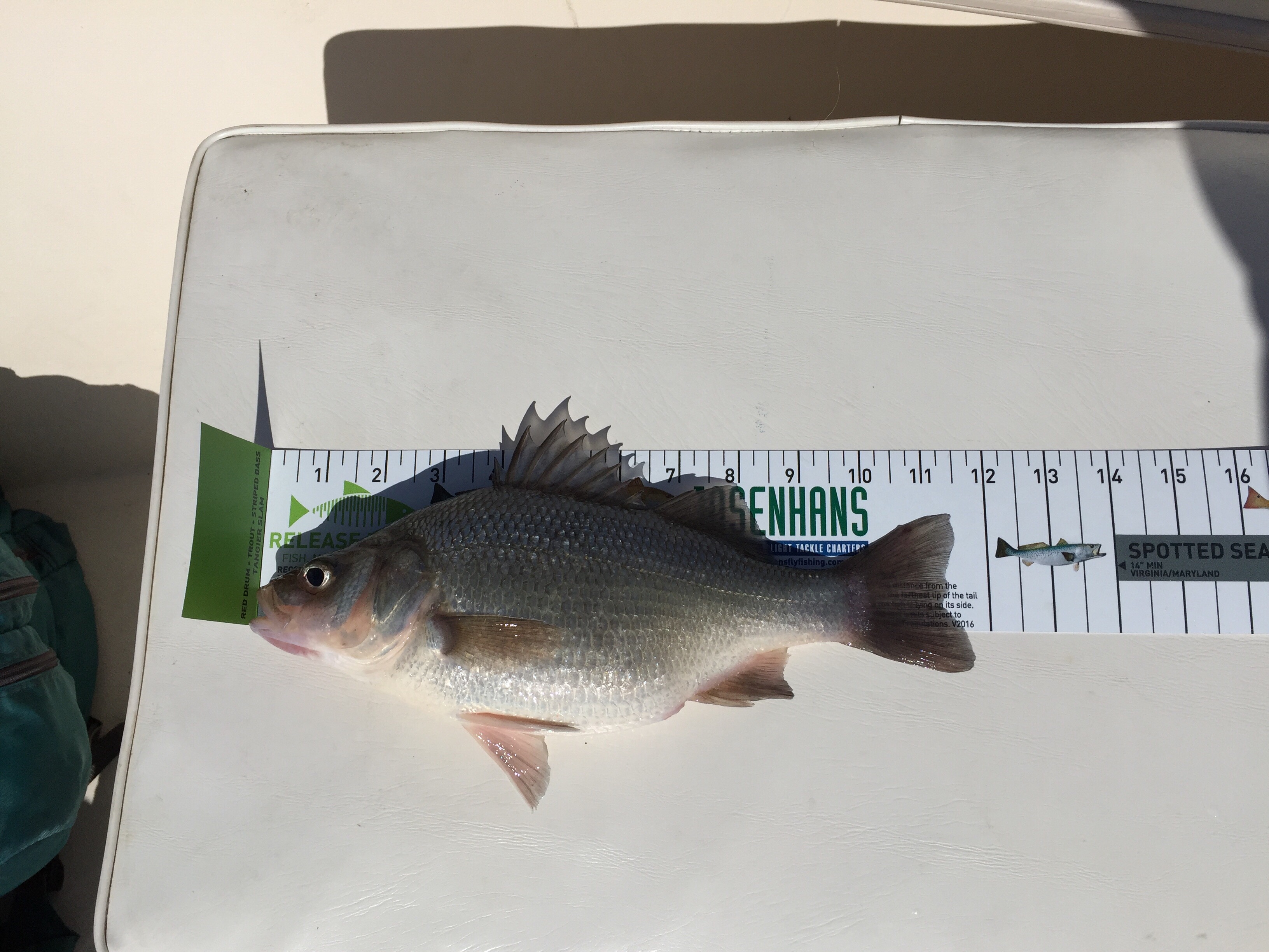 White Perch Fishing Guide  How to Catch a White Perch